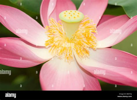 Nelumbo Nucifera Hi Res Stock Photography And Images Alamy