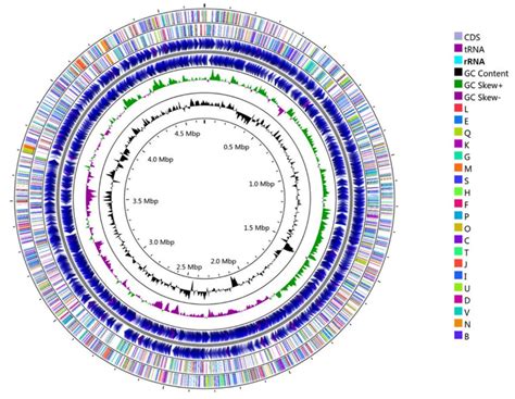 Circular Representation Of The Single Chromosome Of Sphingopyxis Sp