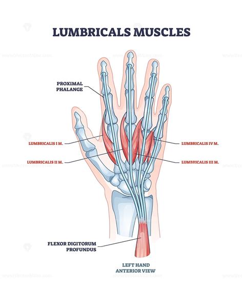 Lumbricals muscles as hand and fingers muscular part anatomy outline ...