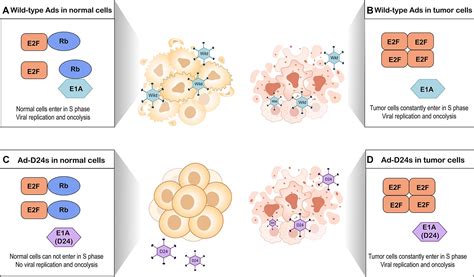 Frontiers Oncolytic Adenovirus Prospects For Cancer Immunotherapy