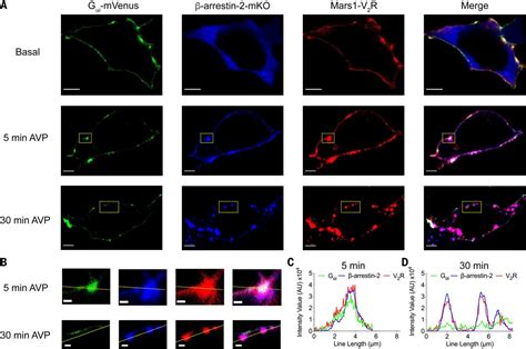 Noncanonical scaffolding of Gαi and β arrestin by G proteincoupled