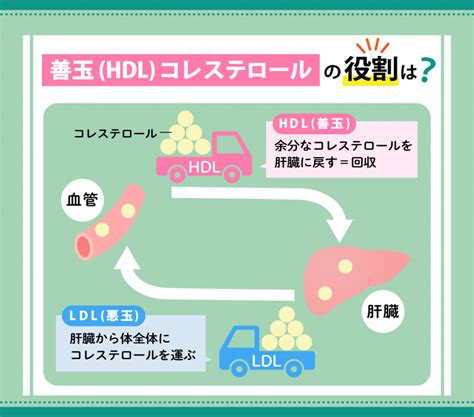 コレステロール対策サプリおすすめ10選【悪玉ldlコレステロール値を下げる食品も紹介】