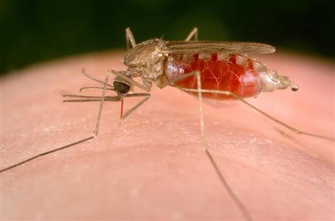 Malaria Trasmissione Sintomi Complicanze Diagnosi Cura E Prevenzione