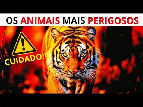 Os 5 Felinos Mais PERIGOSOS Do MUNDO CUIDADO YouTube