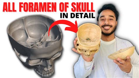 All Foramen Of Skull Anatomy Skull Foramen Anatomy Skull Foramina