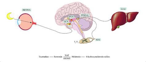 | Production and metabolism of melatonin. SCN, suprachiasmatic nucleus ...