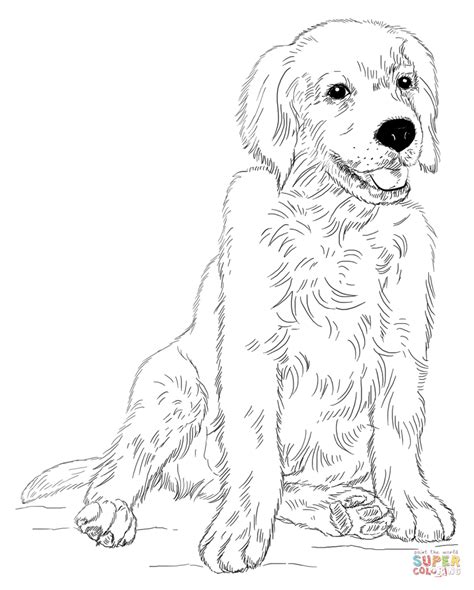 Golden Retriever Puppy Coloring Page Free Printable Coloring Pages
