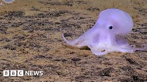 Ghost Like Octopod Nicknamed Casper By Scientists Bbc News