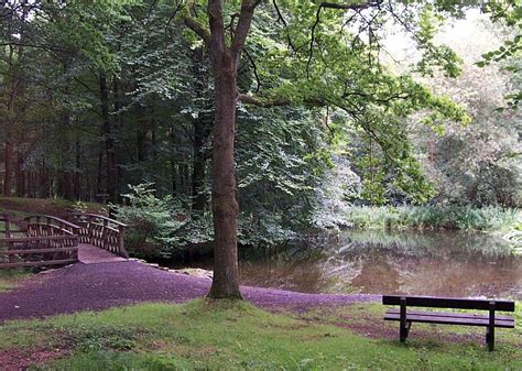 Portglenone forest - Discover Lough Neagh