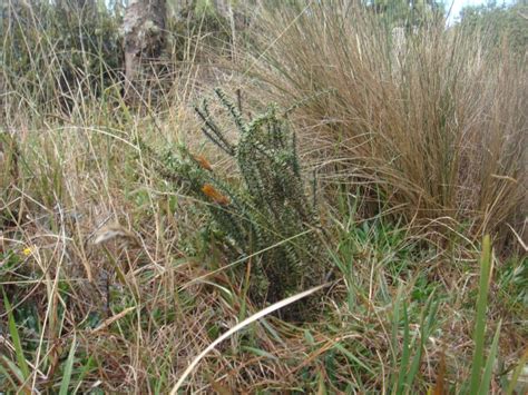 USOS DE LA CHUQUIRAGUA CLASIFICACIÓN TAXONÓMICA DE ESPECIES VEGETALES