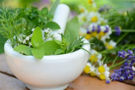 5 Plantas Medicinales Que Ayudan A La Salud Del Cuerpo