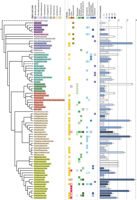 Fungal Evolution Diversity Taxonomy And Phylogeny Of The Fungi