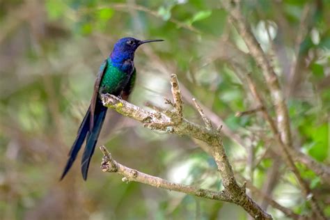 Swallow Tail Hummingbird National Bird Of Jamaica Az Animals