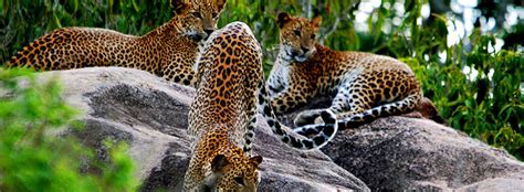 Yala National Park – Tropical Asia Tours