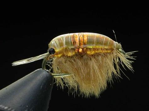 Herman Degala Scud Fly Tying Instructions Fly Fishing Nymphs Fly