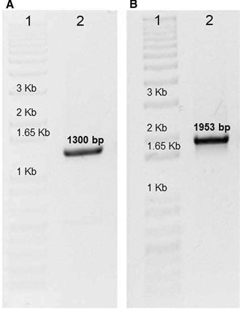 A Lane Mwm Kb Plus Dna Ladder Lane Agarose Gel Showing The