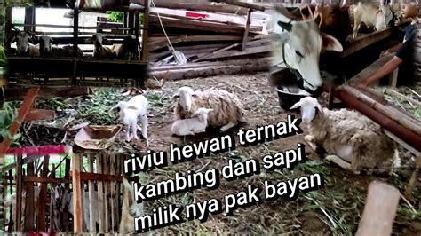 Riviu Hewan Ternak Kambing Dan Sapi Milik Nya Pak Bayan Youtube