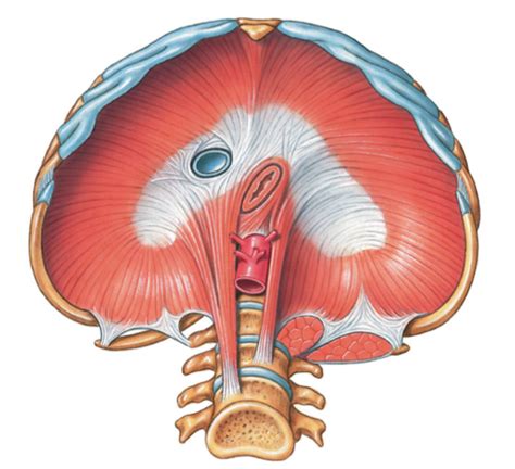 Axial Musculature System Flashcards Quizlet