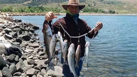 Pescando Lobinas Rayadas Striped Bass Quail Lake California Fishing