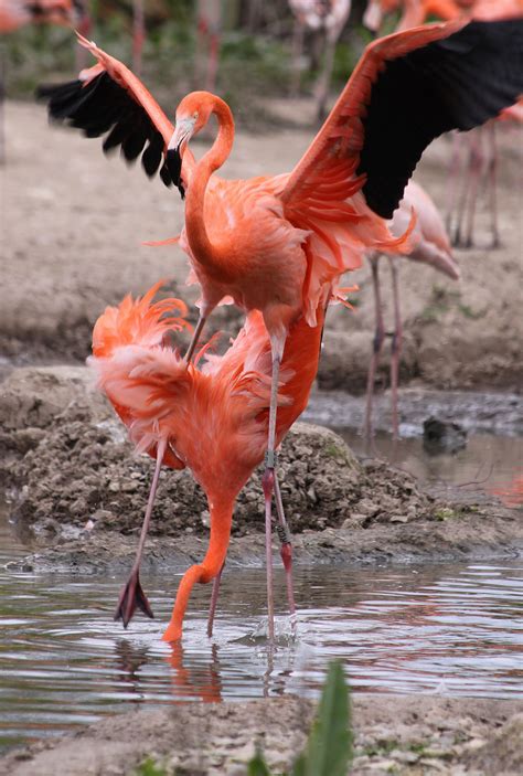 You Ve Heard Of Leap Frog Flamingo Bird Pink Flamingos Flamingo