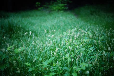 Darmowe Zdjęcia Natura las trawa roślina pole trawnik łąka