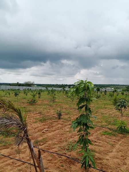 Agricultural Land Sq Yards For Sale In Kothur Hyderabad Rei