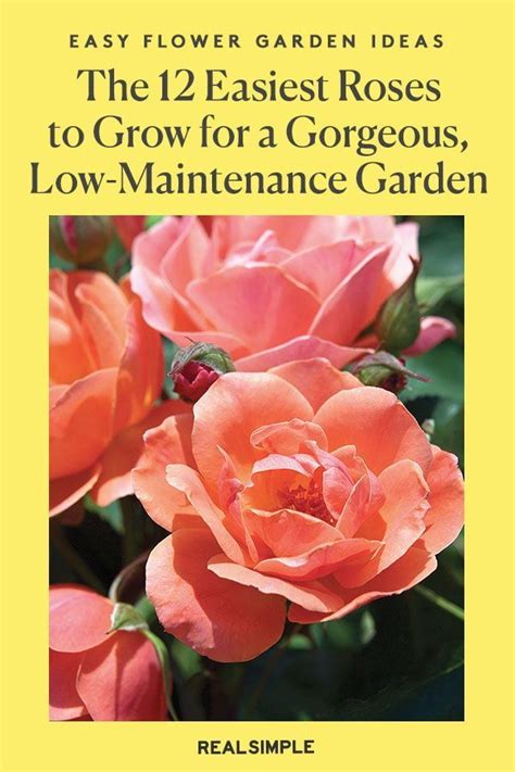 The Easiest Roses To Grow For A Gorgeous Low Maintenance Garden