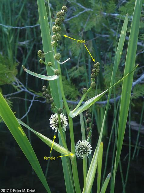 Sparganium eurycarpum (Giant Bur-reed): Minnesota Wildflowers