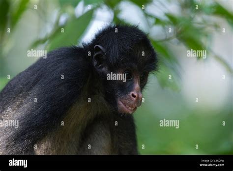 Black spider monkey hi-res stock photography and images - Alamy