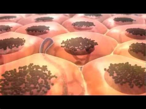 From Melanocyte to Melanoma - YouTube