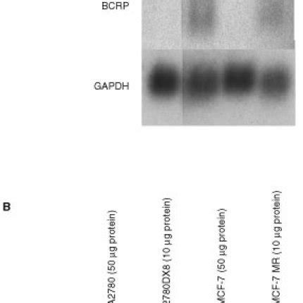 Northern Blot Of Bcrp Mrna Expression Levels A And Western Blot Of