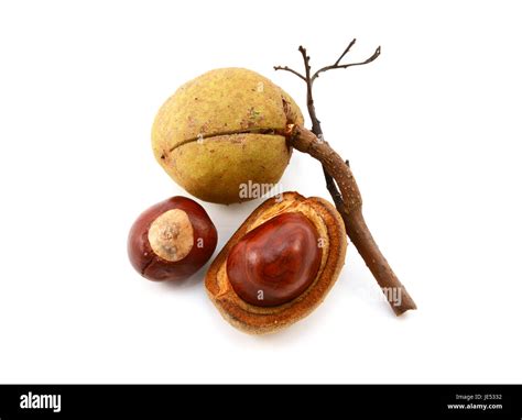 Smooth Seed Cases And Conkers From A Red Horse Chestnut Tree Isolated