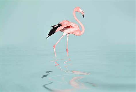 Papier peint panoramique Flamant rose Flamingo Water Référence