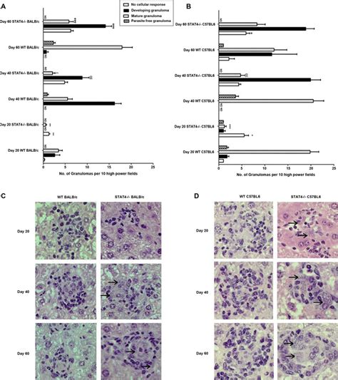 Immunopathology Of Stat4−− Mice During Leishmania Donovani Infection Download Scientific