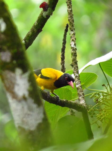 Black Hooded Oriole Oriolus Xanthornus