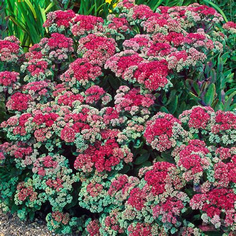 Buy Munstead Dark Red Sedum Sun Perennials Sale Brecks