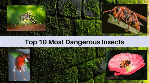 Top 10 Deadliest Insects In The World Youtube