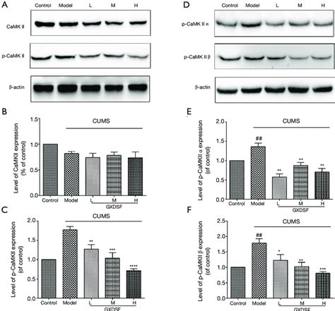 Effect Of Treatment With Gxdsf On The P Camkii Camkii Proteins In The