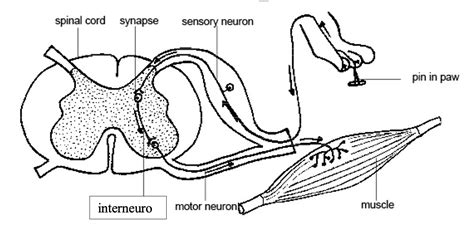 213 Lab Exercise 15 Reflexes And The Neurological Exam Medicine