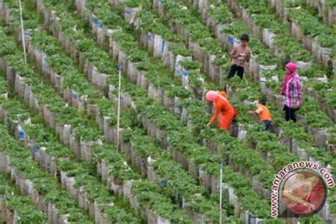 Lampung Kembangkan Agrowisata Kopi Dan Kakao Antara News