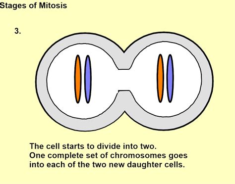 Mitosis And Meiosis Ks45 Smartpromethean The Whiteboard Blog