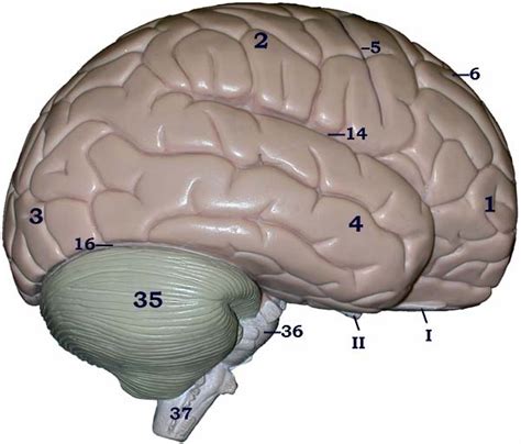 Bio Le The Brain Outer View Diagram Quizlet