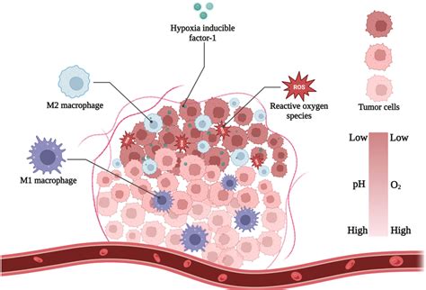 main hallmarks  hypoxic tme figure created  biorendercom