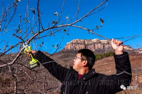 林州：冬闲人不闲 果树冬管忙腾讯新闻