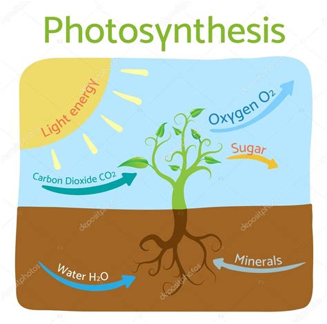 Photosynthesis Diagram Schematic Vector Illustration Of The