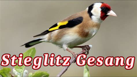 Stieglitz Singt Stieglitz Gesang Youtube