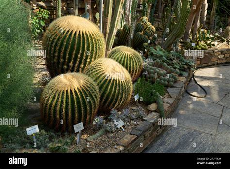 Echinocactus Grusonii And Other Cacti In A Greenhouse Plant Collection