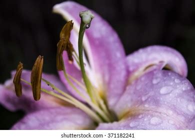 Naked Flower Stock Photo 371182241 Shutterstock