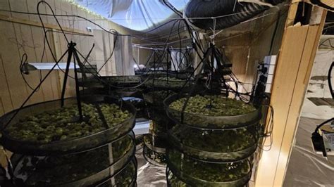 Cannabis Plants Worth £2m Seized In West Yorkshire Police Raid Bbc News