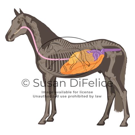 Horse Digestive System Susan Difelice